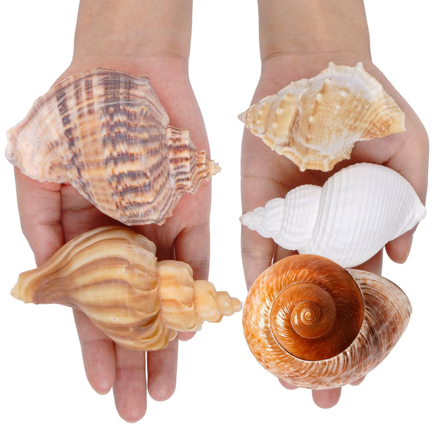 Fectzuea 5Pcs Hermit Crab Shells Natural Sea Conch Size: 2"-3" Turbo Seashells for Hermit Crab Supplies Hermit Crab House for Décor No Paint or Dye (Opening Sizes: 1.2-2 inches)