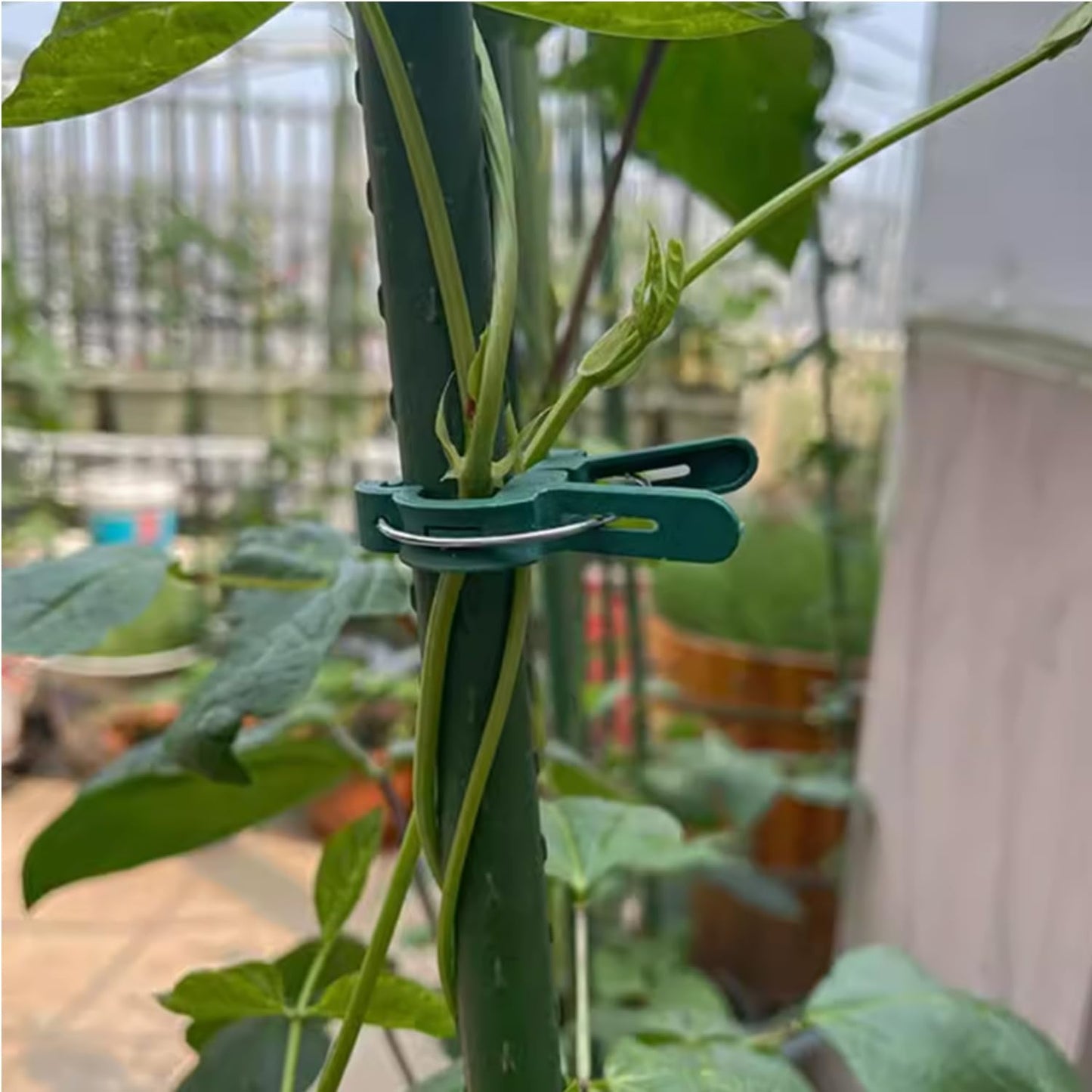 URANT 60 Pack Small Plant Clips for Garden,Stainless Steel Spring Tomato Clips for Stakes,Gentle on Stems,Non-Slip Vine Clips for Trellis,Cucumber,Orchid,Rose,Climbing Plants Support,Green