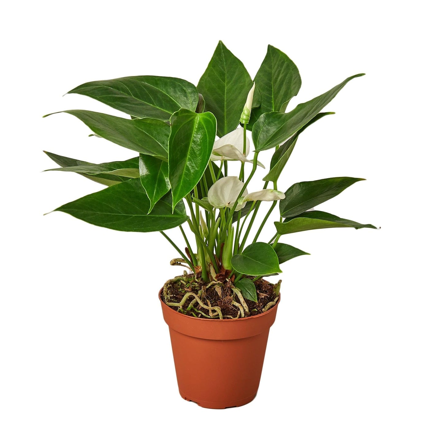 Anthurium White | Live Plant for Indoor & Outdoor | for Living Room, Office, Bathroom | (4" Pot)