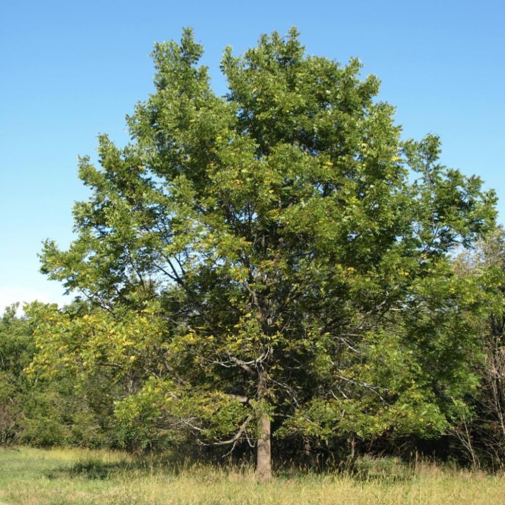 Live Black Walnut Tree, 4-Inch Potted, Cold Hardy Shade Tree for Yard or Garden, 6-12 Inch Tall