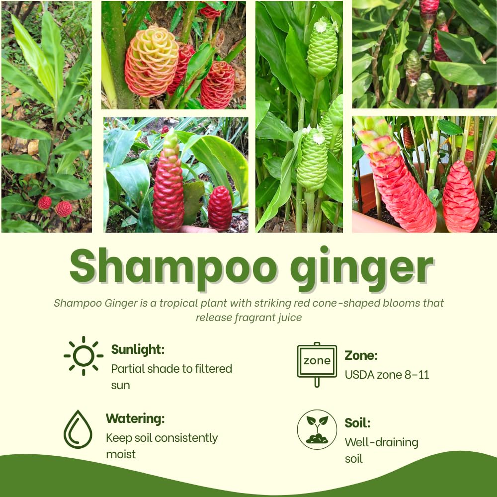 10 Awapuhi Shampoo Ginger Rhizomes, Red Shampoo Ginger 4-6 Inch, Red Ginger Lily, Zingiber Zerumbet, Outdoor Growing, Ready to Grow
