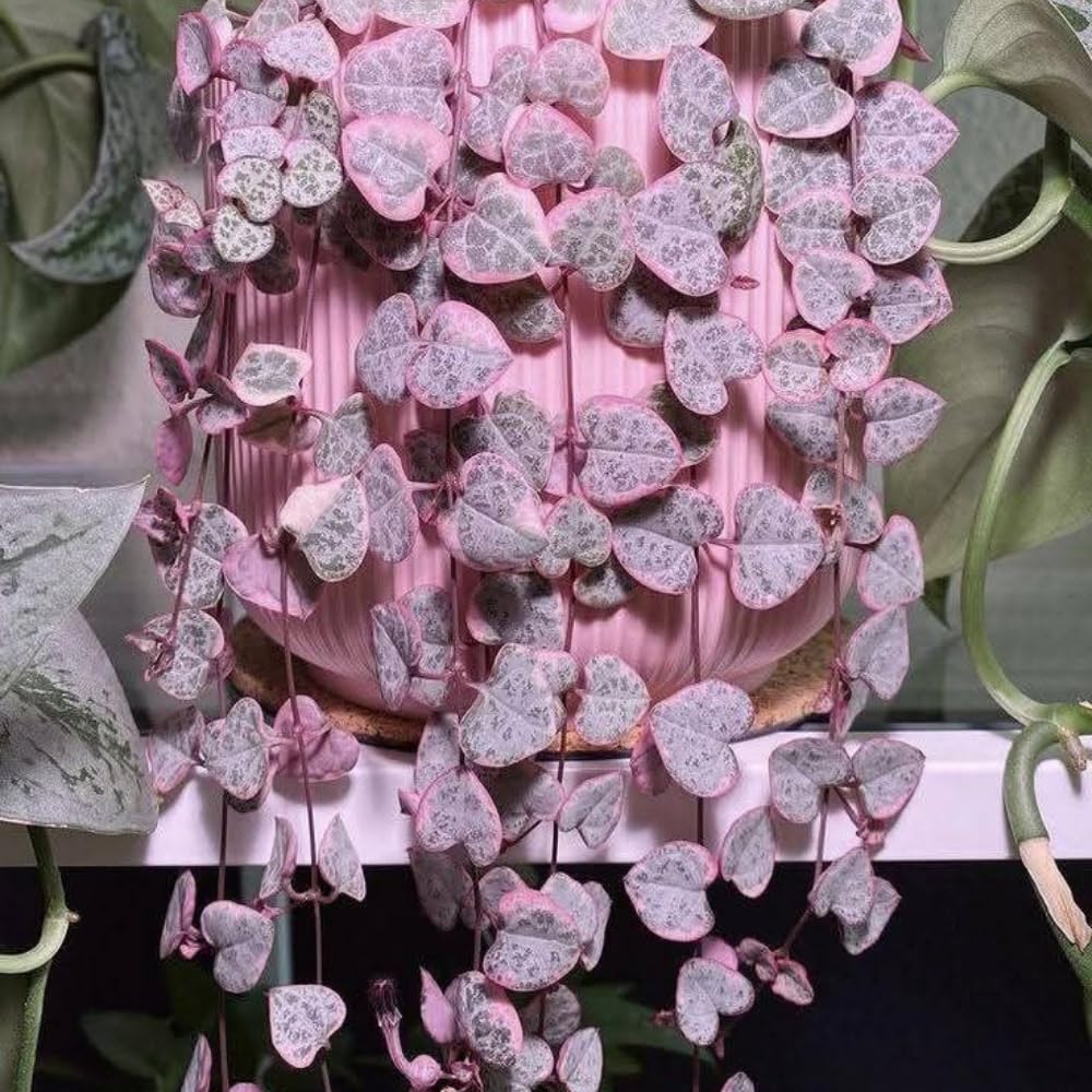 Variegated String of Hearts Plant Live Succulent 4 Inch Pot, Ceropegia Woodii Variegata, Hanging Plant for Home Office Decor, 4-7 Inch Tall