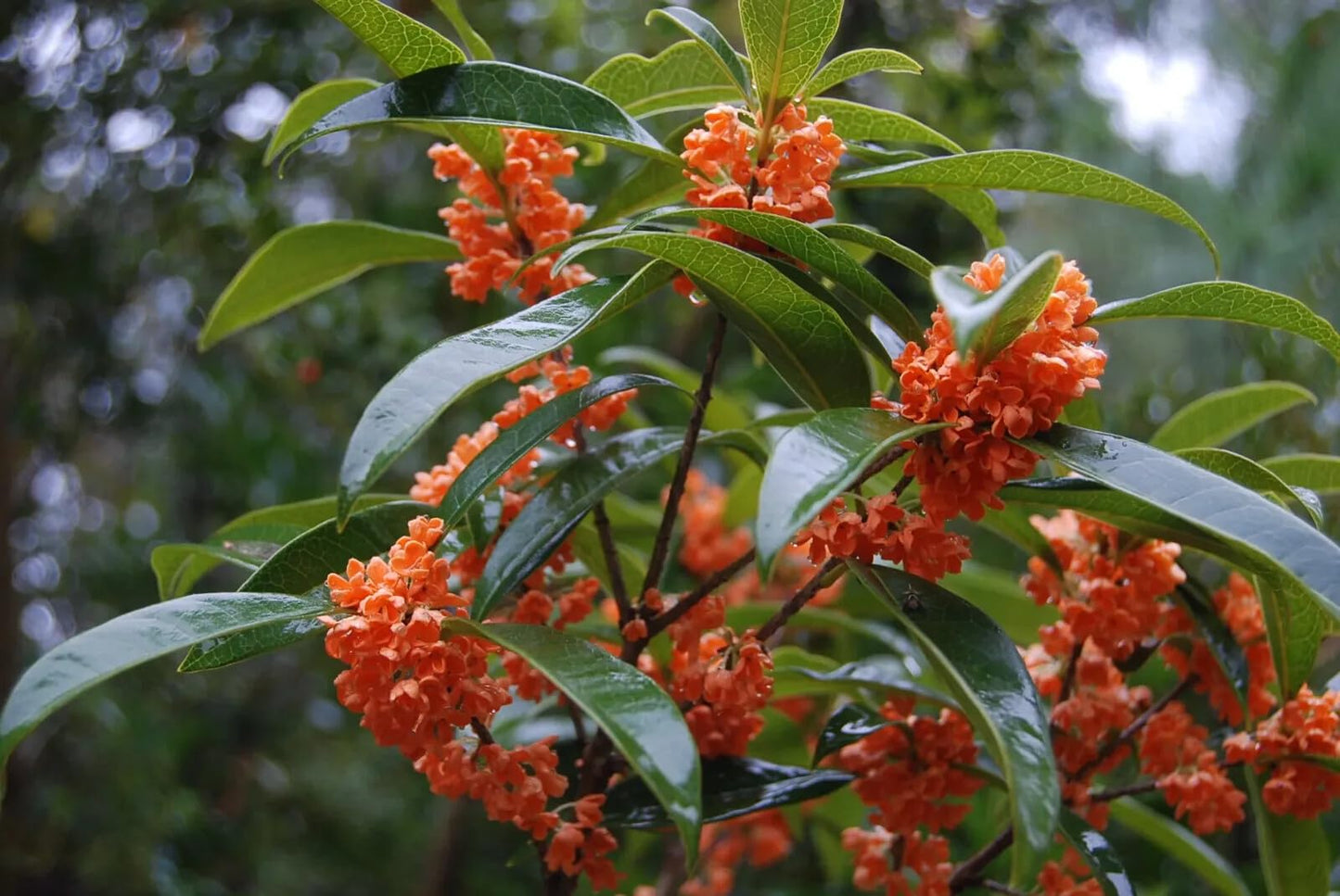 Live Plant - Apricot Echo Fragrant Tea Sweet Olive Osmanthus fragrans Rooted Starter Plant