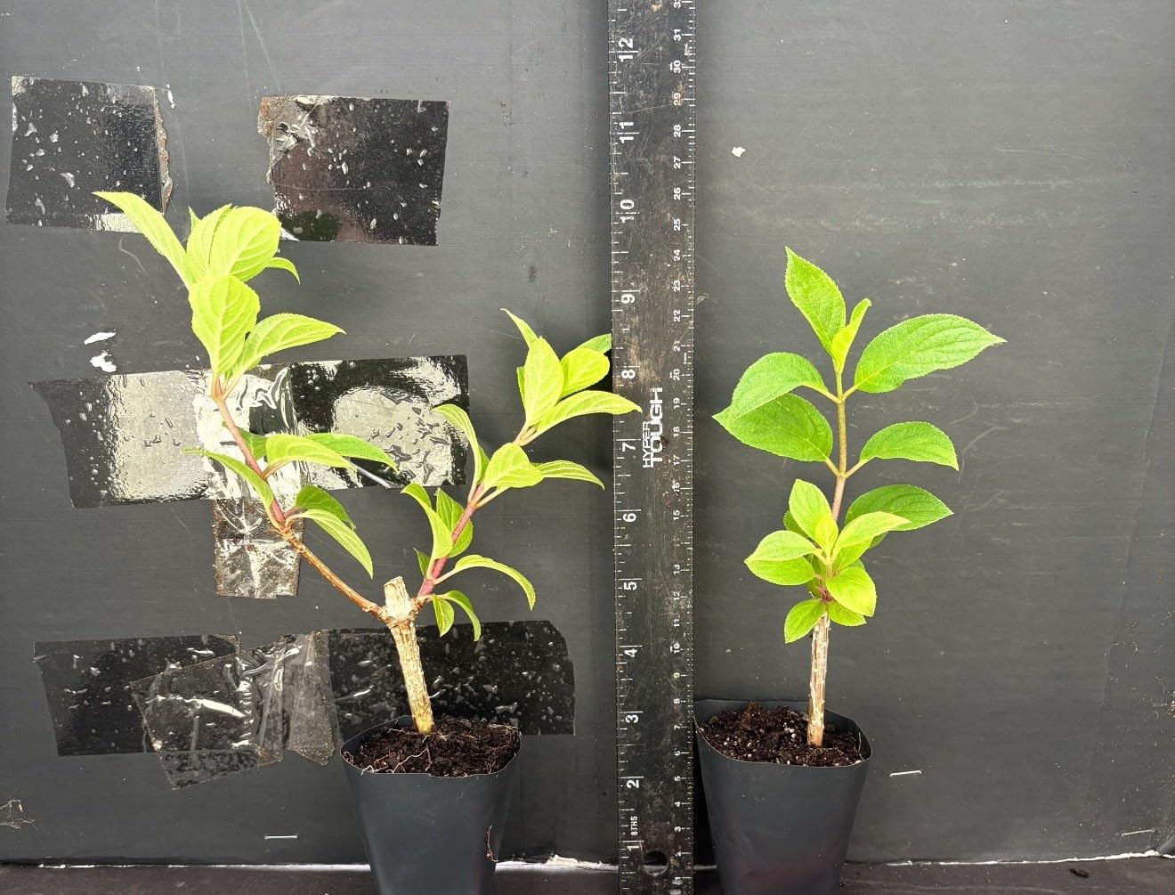Live Plant - Hydrangea Well Rooted Starter Plant