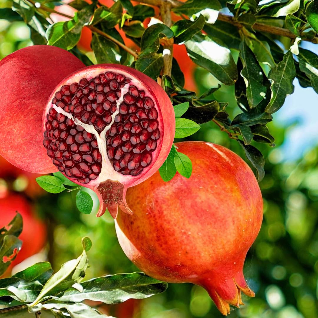 1 Year Old Pomegranate Tree Live Plant, Sweet Red Pomegranate Starter Size Seedling in 4" Pot, for Indoor Outdoor Spring Growing