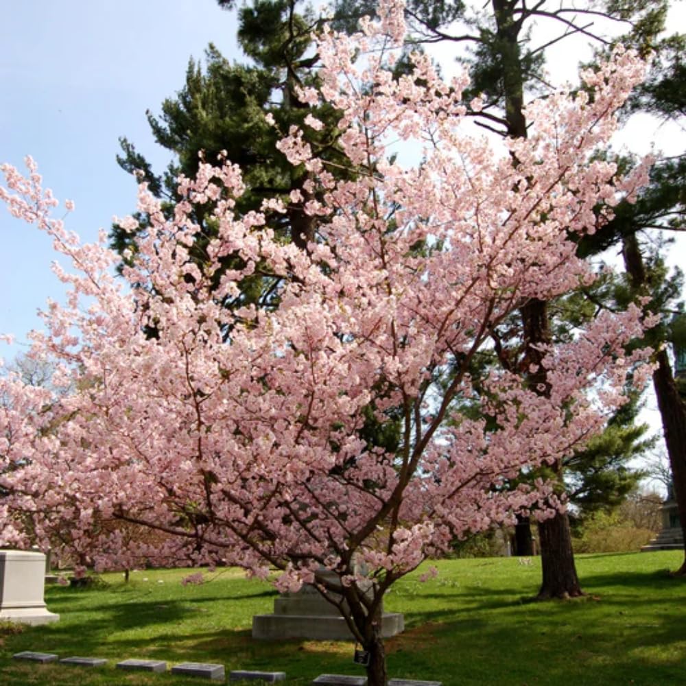 Cherry Blossom Tree Live Plant, 8-12" Tall, Ornamental Flowers for Outdoor Planting, in Pot (Autumn Cherry)