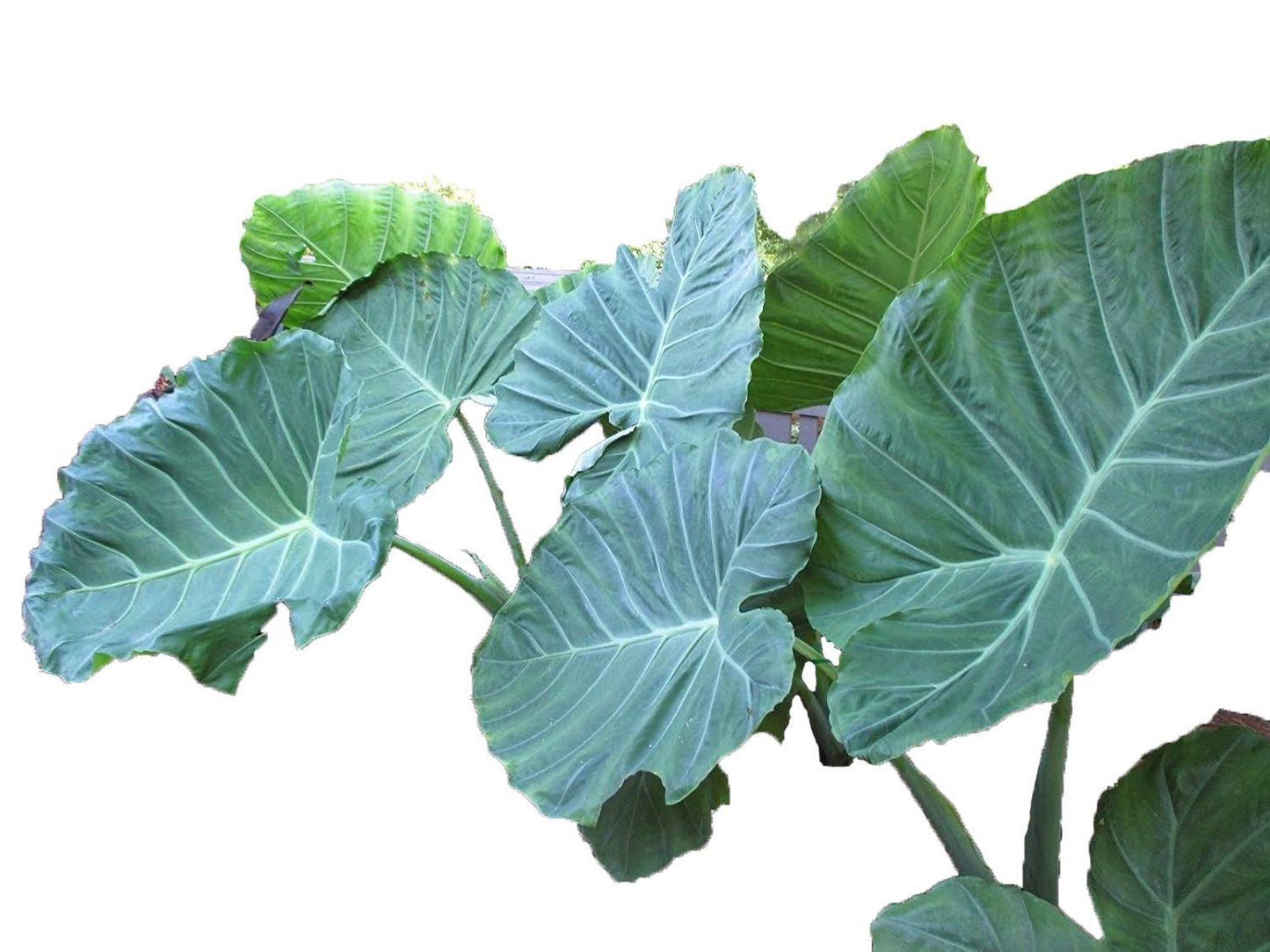 LIVE BULBS Colocasia gigantea Thailand Giant Thai Giant Elephant Ear Huge Leaf 2 Bulbs