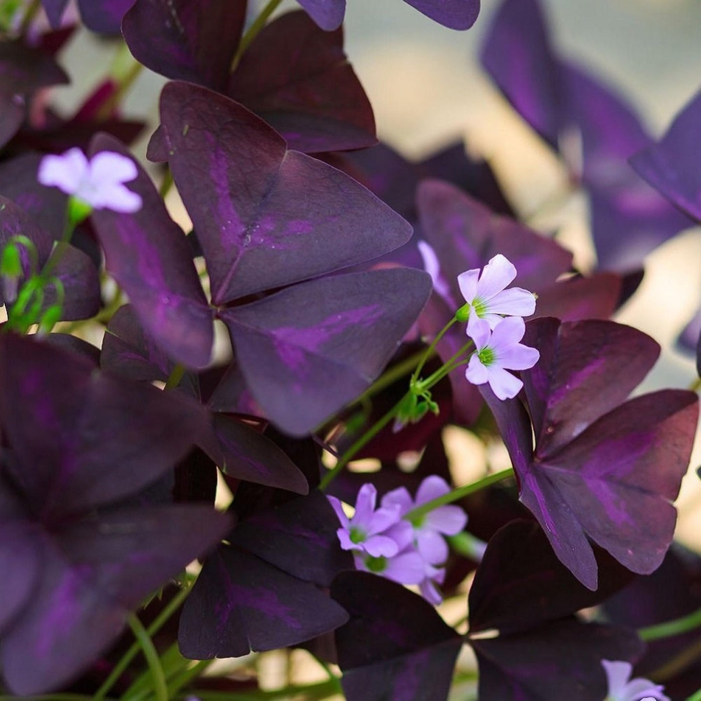 Easy to Grow Oxalis Triangularis Purple Shamrocks Pack of 20 Plant Bulbs - Purple Foliage with Light Lavender Flowers, Indoor Outdoor Low Maintenance