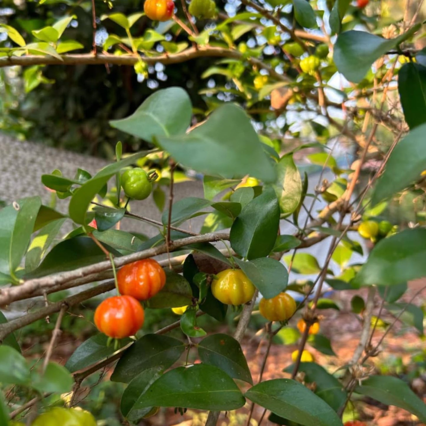 Surinam Cherry Live Plants, Sweet Fruit Tree, Cherry Bush 4-6'' Tall, Edible Fruit Tree for Garden Planting