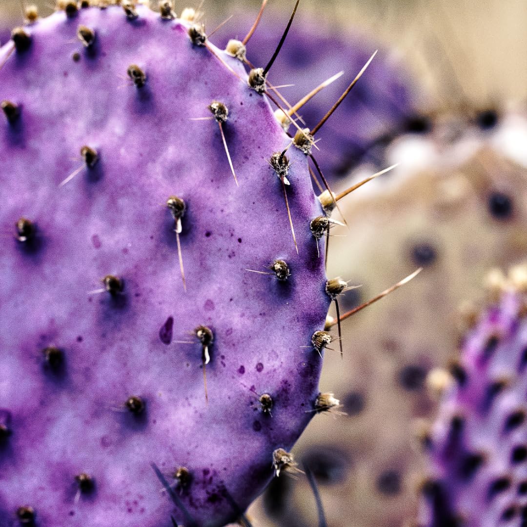 Live Purple Prickly Pear Cactus Plant, Hardy Cactus Succulent, 6-8 Inches Tall for Planting