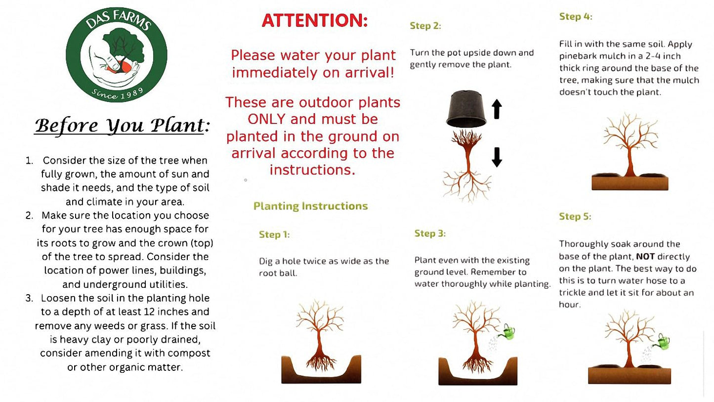 Contender Peach Tree - Self Pollinating Live Fruit Plant Shipped 1 to 2 Feet Tall by DAS Farms