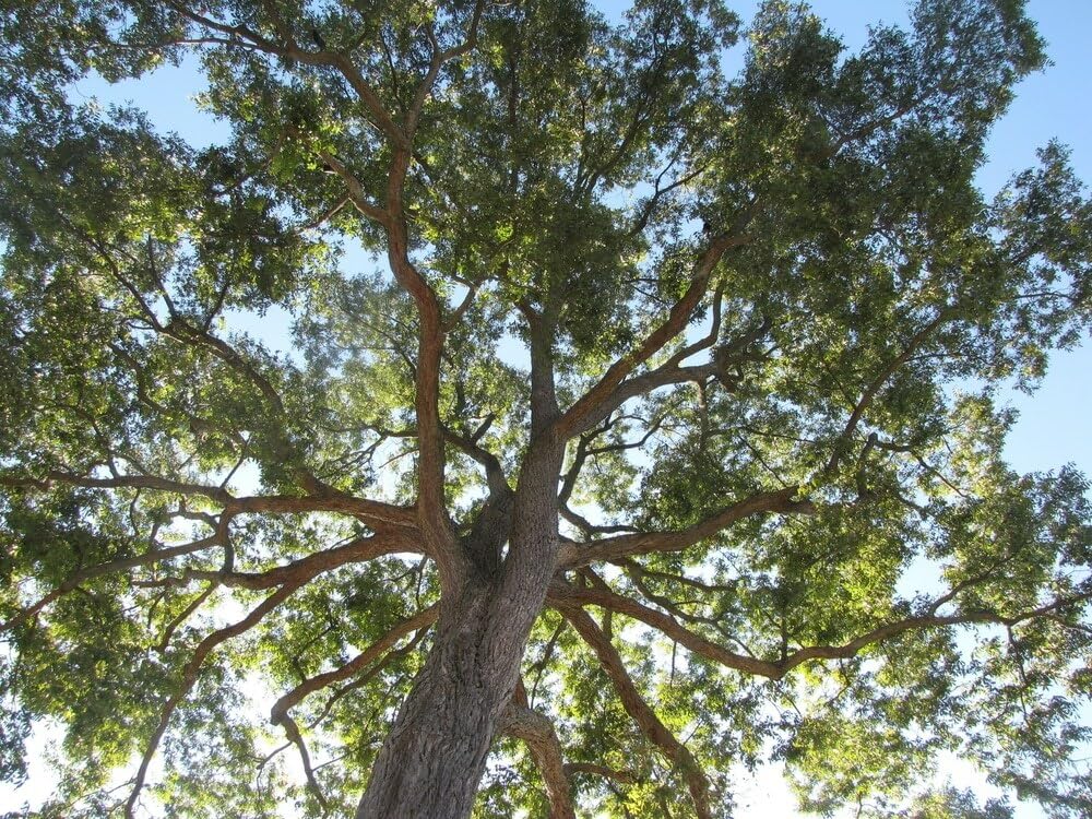 Live Plant - 5 Pecan Trees - 6-12" Tall Live Plants, Bareroot Seedlings - Carya illinoinensis
