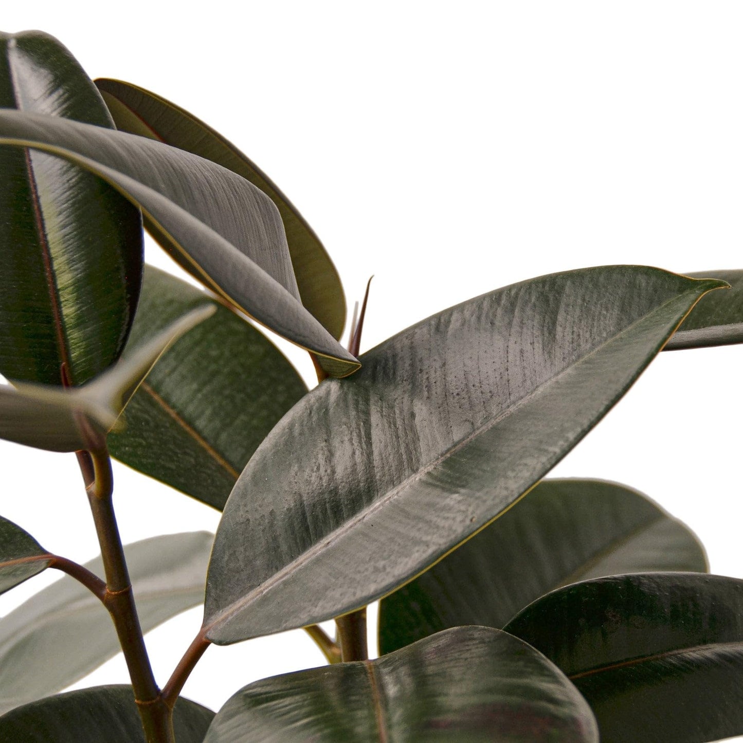 2 Pack Ficus Elastica 'Burgundy' in 4in Pot - Live Plants Tropical Houseplants | Variegated | USA Growers | The Snobby Leaf