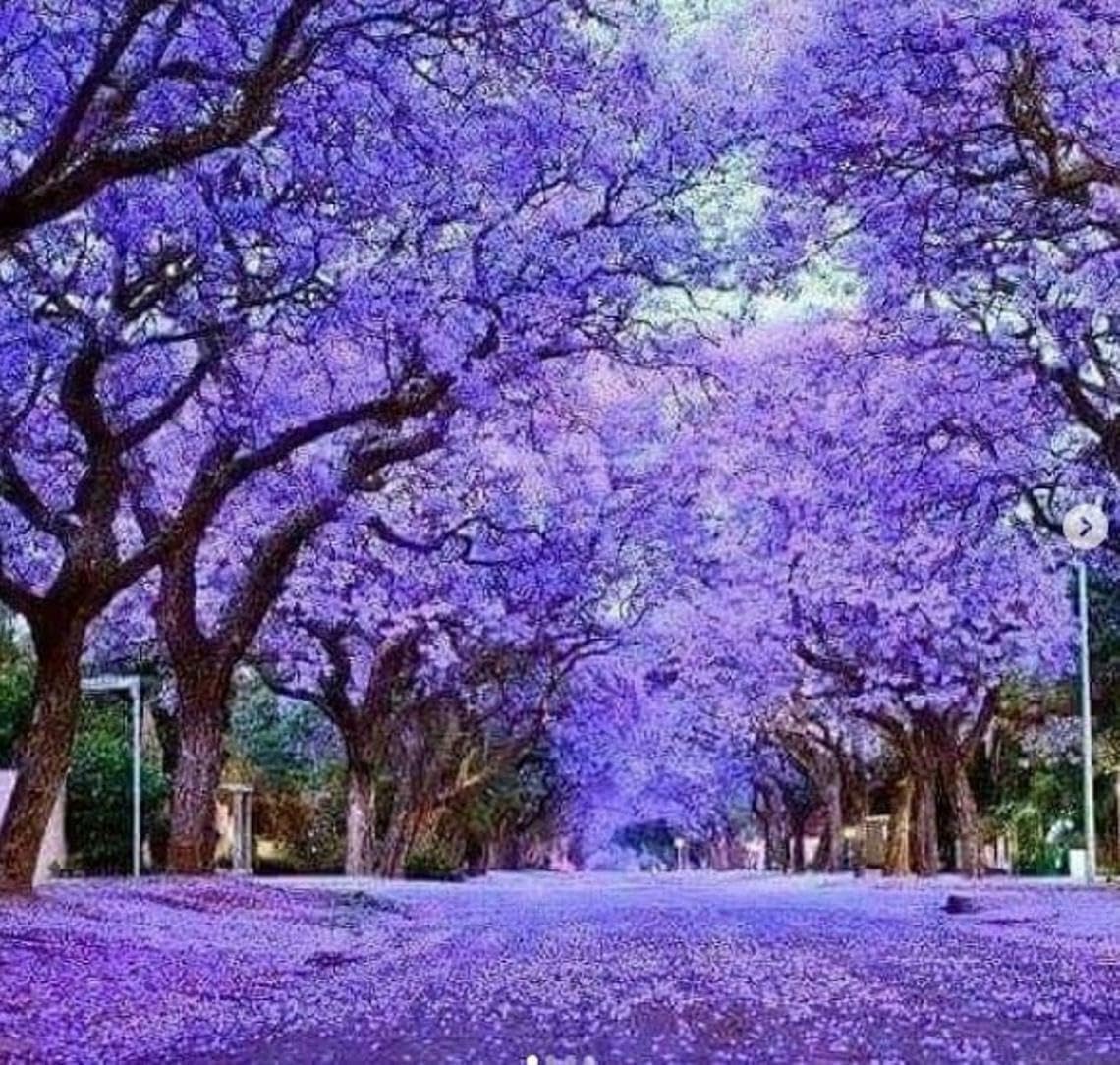 Live Plant - Jacaranda Tree - 3-6" Tall Live Plant - Ships Potted - Mimosifolia - Purple/Blue