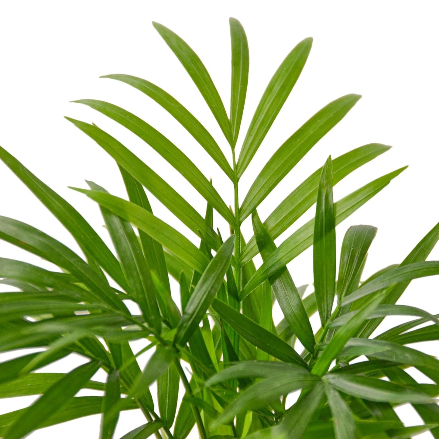 Parlor Palm | Live Plant for Indoor & Outdoor | for Living Room, Office, Bathroom | (6" Pot)