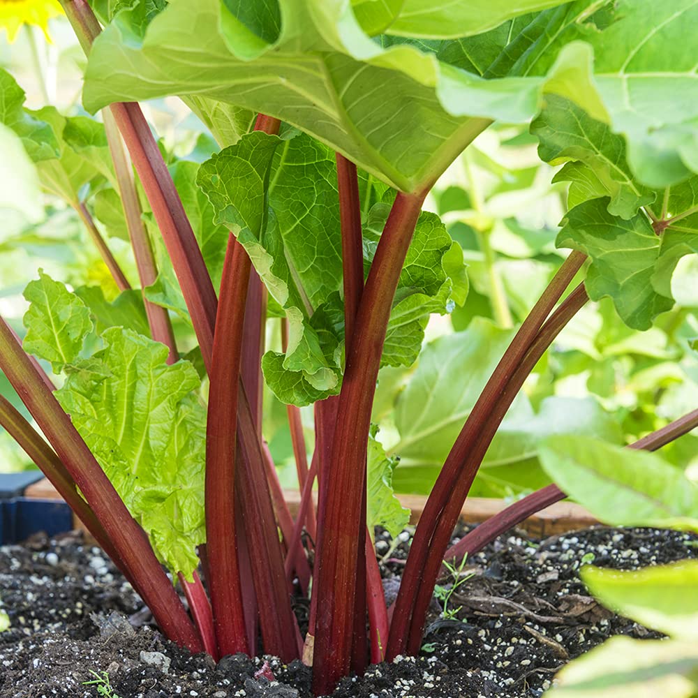 Crimson Red Rhubarb Jumbo Bare Root Plant, Produces Heavily time After time, Includes one Jumbo Bare Root per Offer