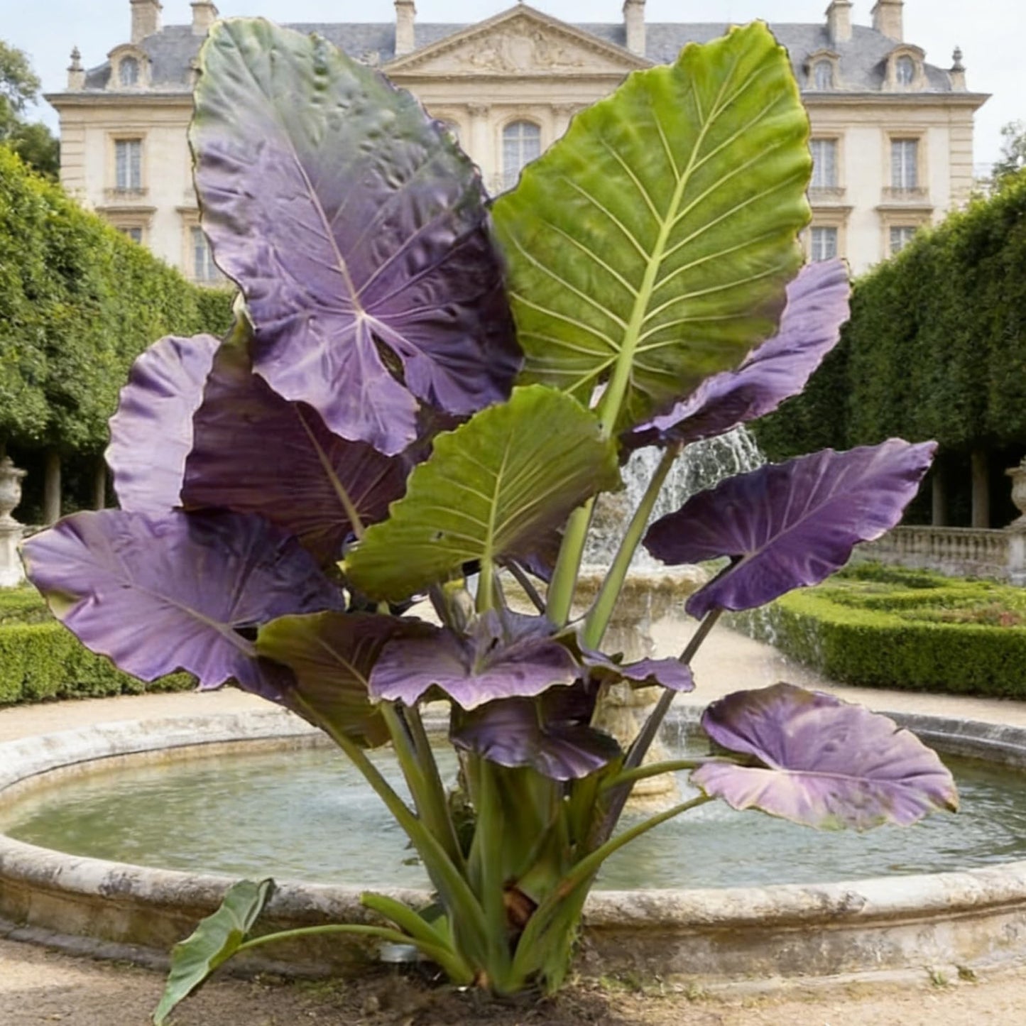 Giant Tropical Elephant Ear Plant Bulbs | Live Foliage Starter for Indoor Outdoor Garden & Patio (6)