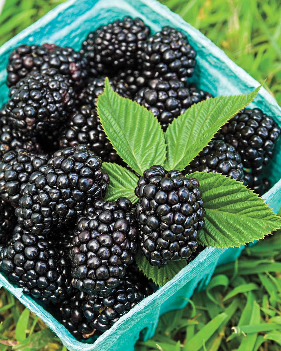 Direct Gardening Marionberry Dormant Bare Root Fruit Bearing Starter Plant
