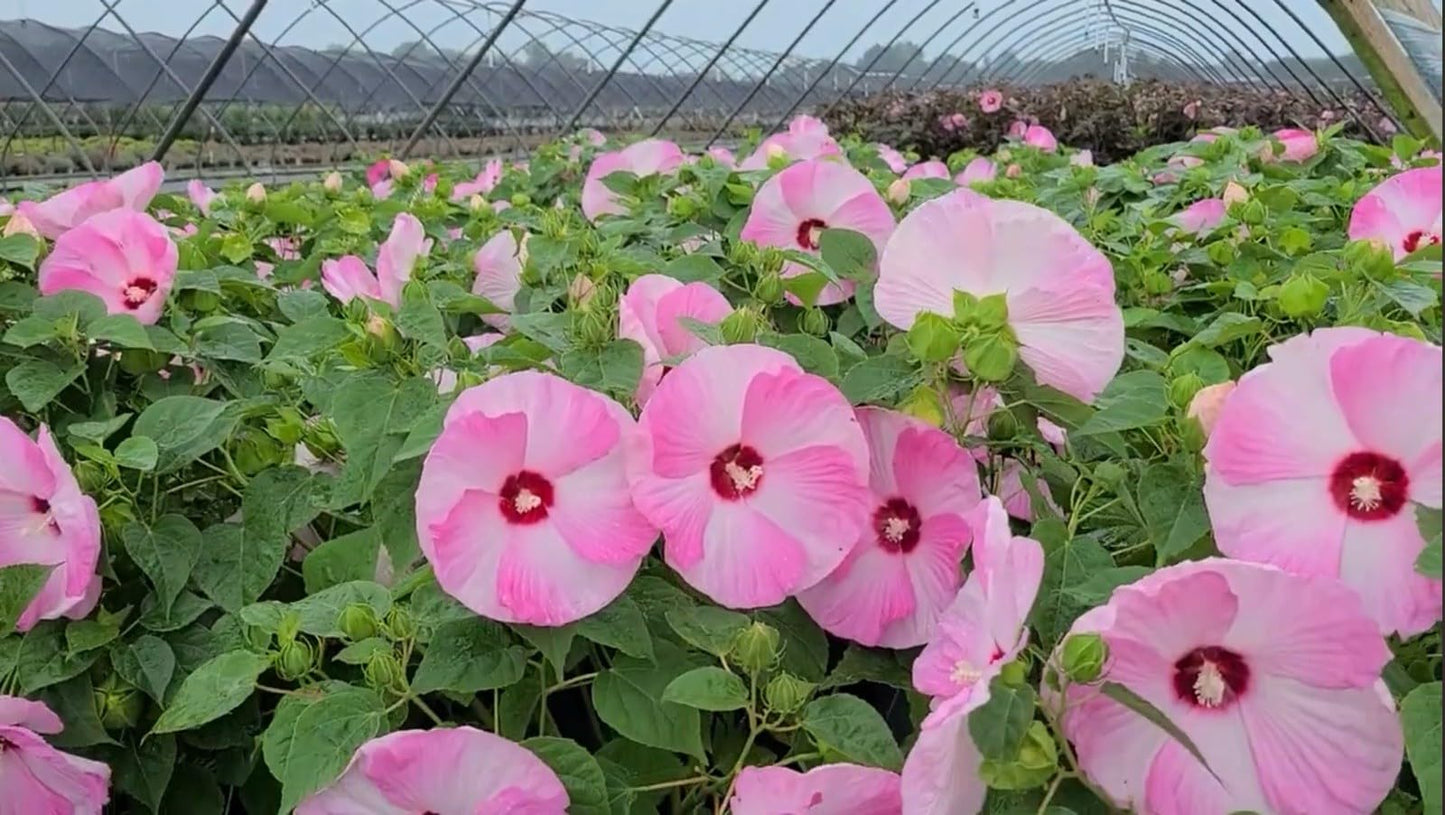 Live Plant - Luna Pink Swirl Hibiscus moscheutos-Small Rooted Starter Plant-Huge 8-10” Blooms