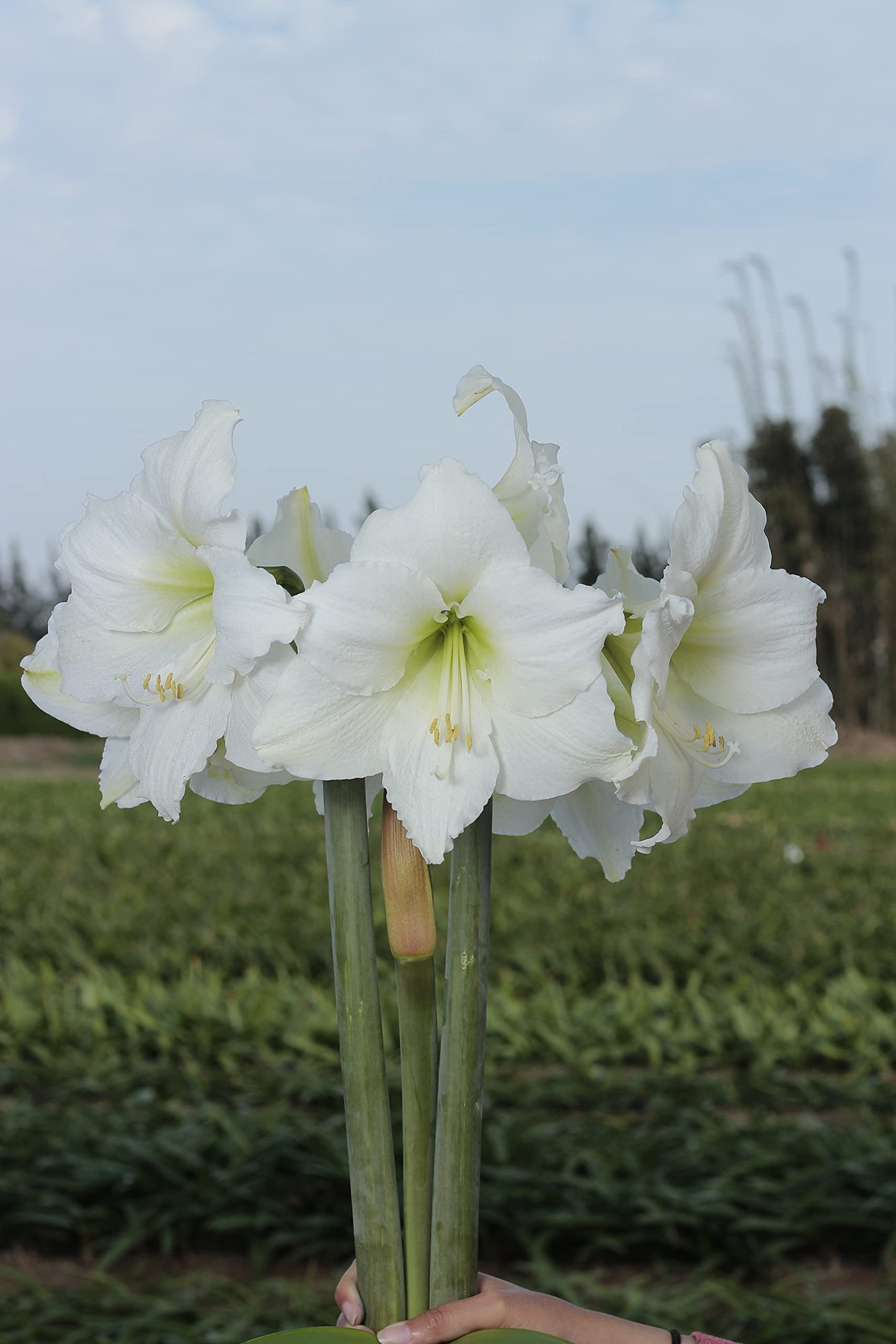 Gold Waxed Denver White Amaryllis Bulb 36/38