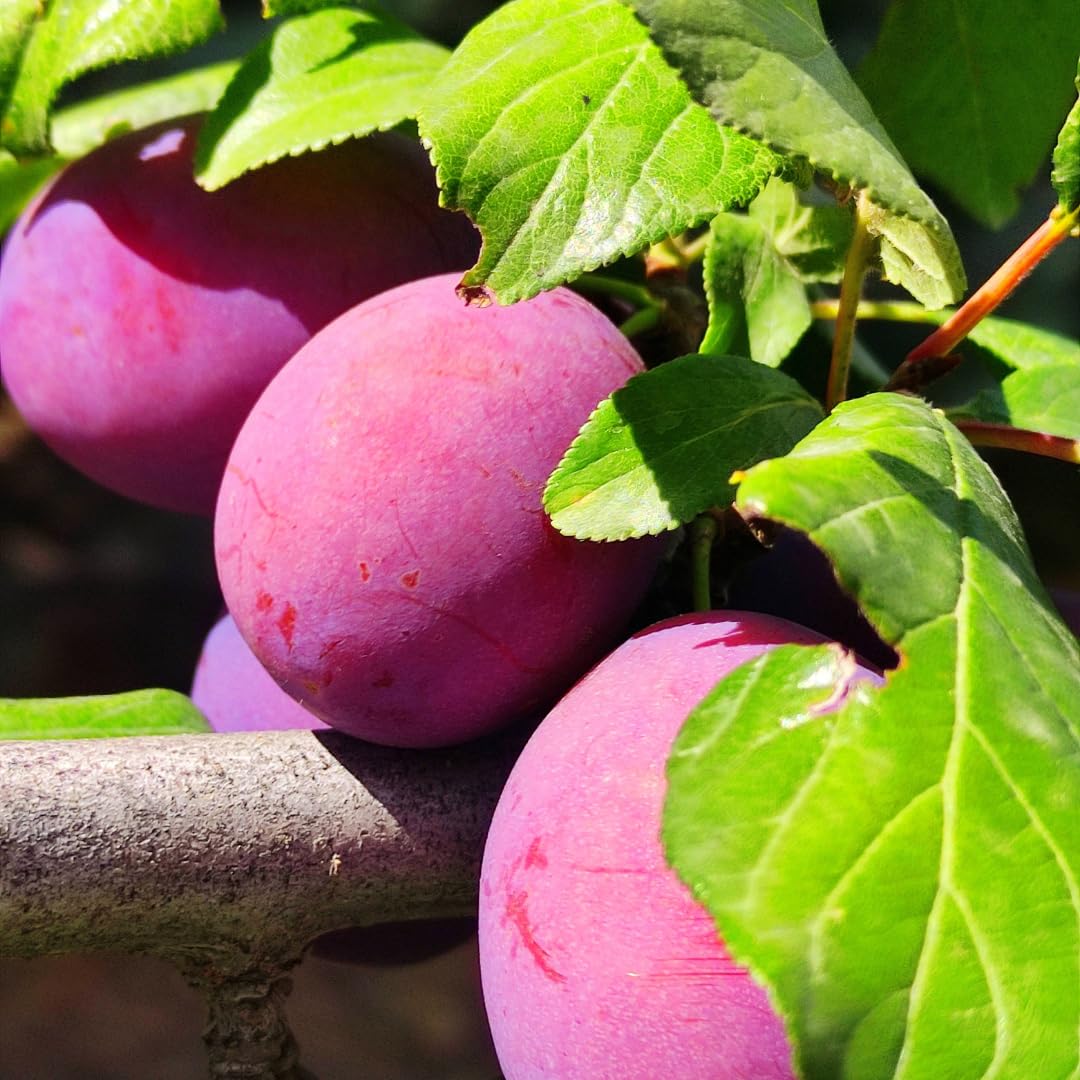 Live Red Plum Fruit Tree, Sweet Fruit Tree, 3 Feet Tall in 3 Gallon Pot, Ready for Outdoor Planting, No Ship to CA