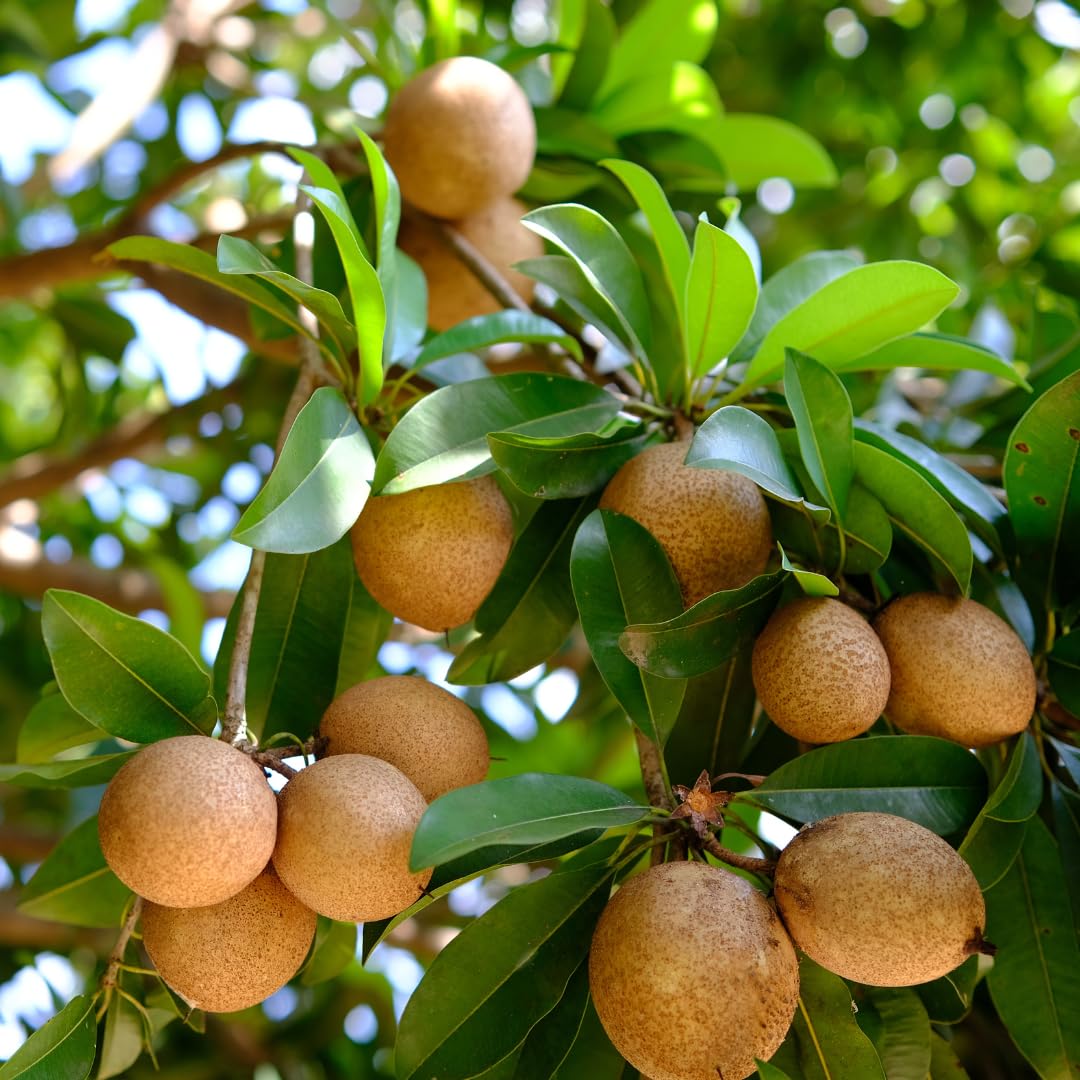 Live Sapodilla Tree, Tropical Sapodilla Fruit Tree, Sweet Fruit, 2–3 Feet Tall, Ready for Planting