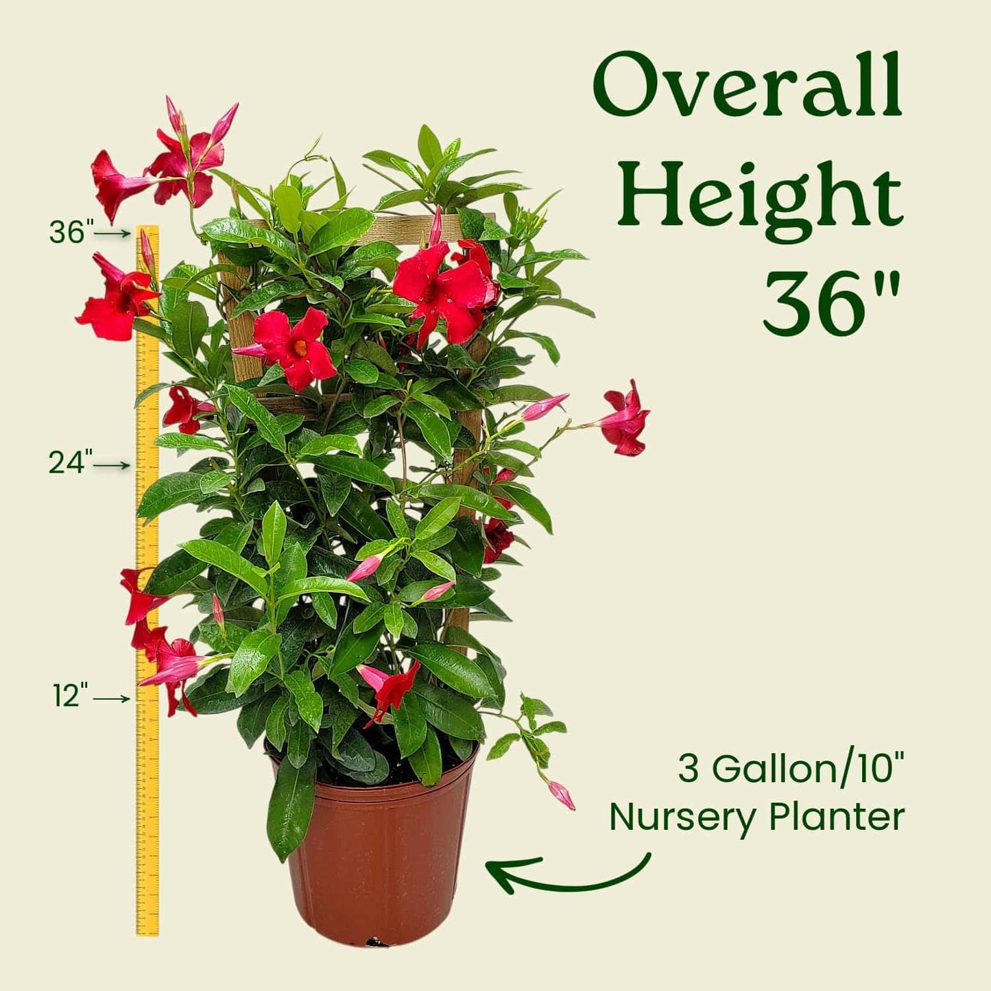 Mandevilla Live Plant - Trellis - Red Giant Flowering Mandevilla - Tropical Plants of Florida - Overall Height 36" (Plant Only)
