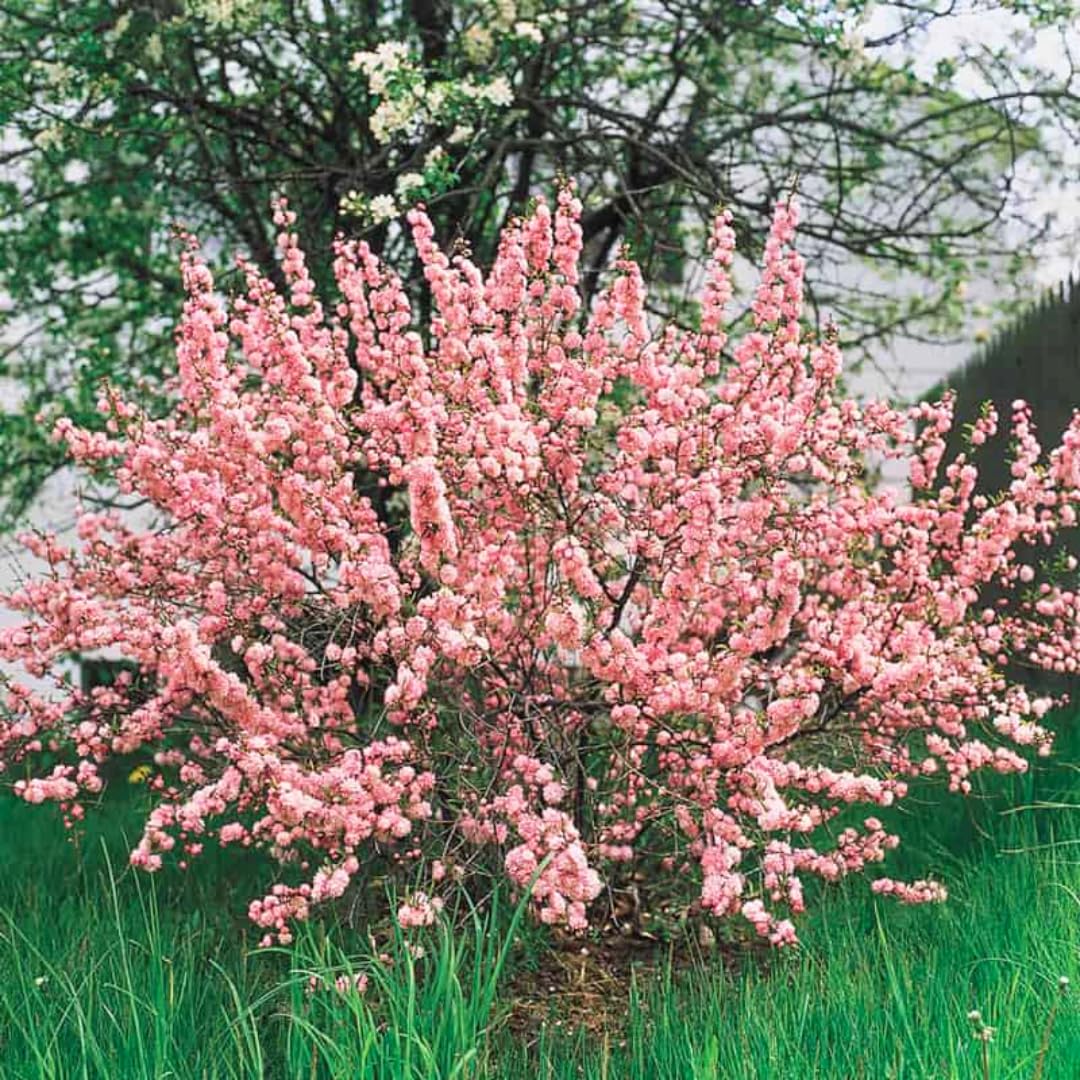 Pink Flowering Almond Trees Live Plants Shrubs Dormant in Pot, Spring Planting, 8 Months Old Flowering Plum Bushes, Ornamental and Fragrant Pink Blossoms