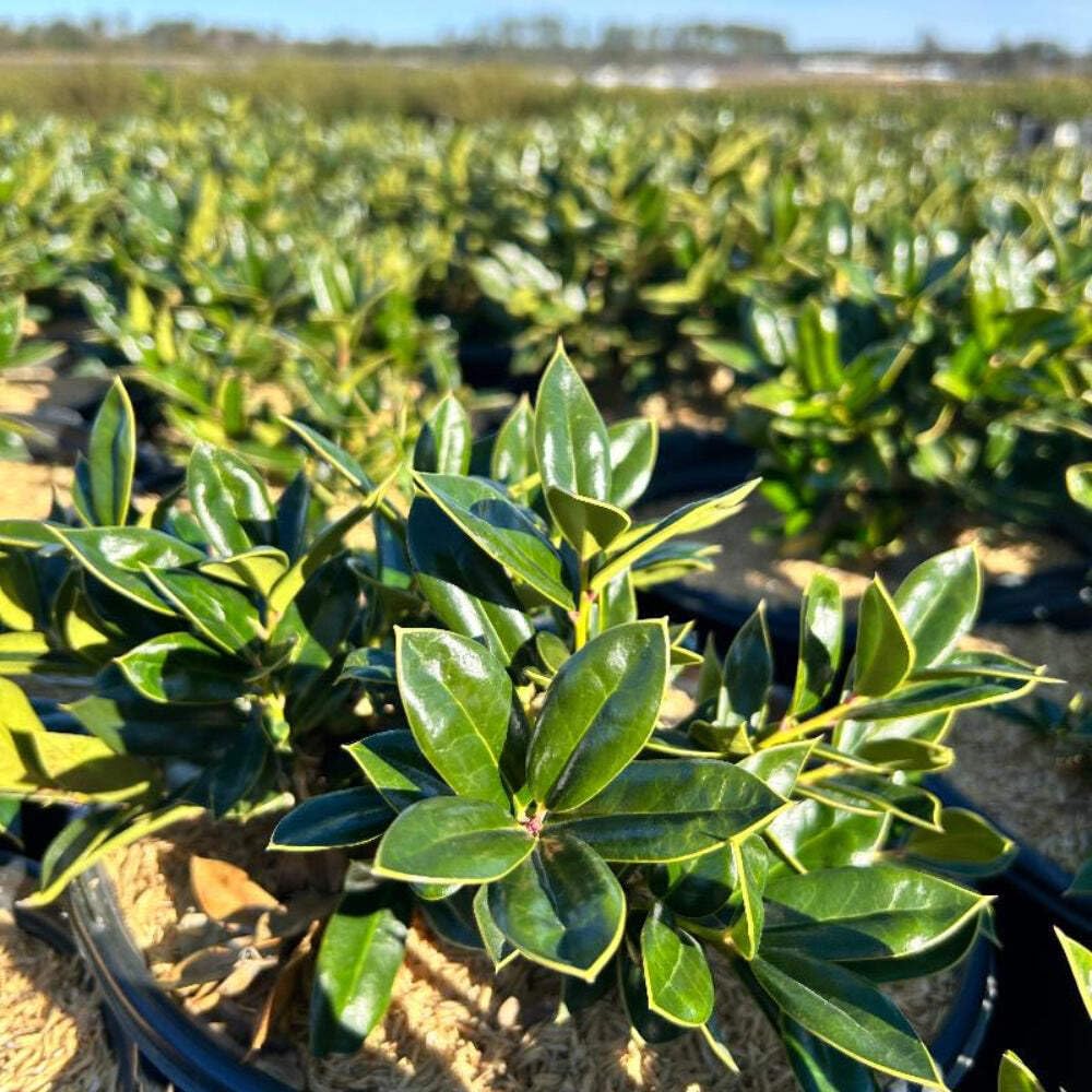 Carissa Holly (3 Gallon) - Evergreen Shrub