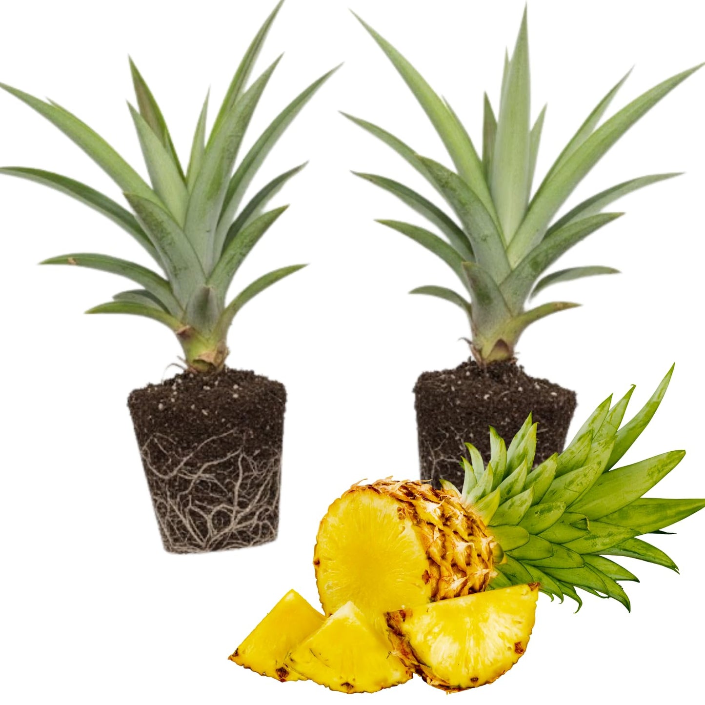 2 Sugarloaf Pineapple Plants, Pineapple Plants Live for Planting, Sweet Pineapple Starters Plant for Home Garden and Containers