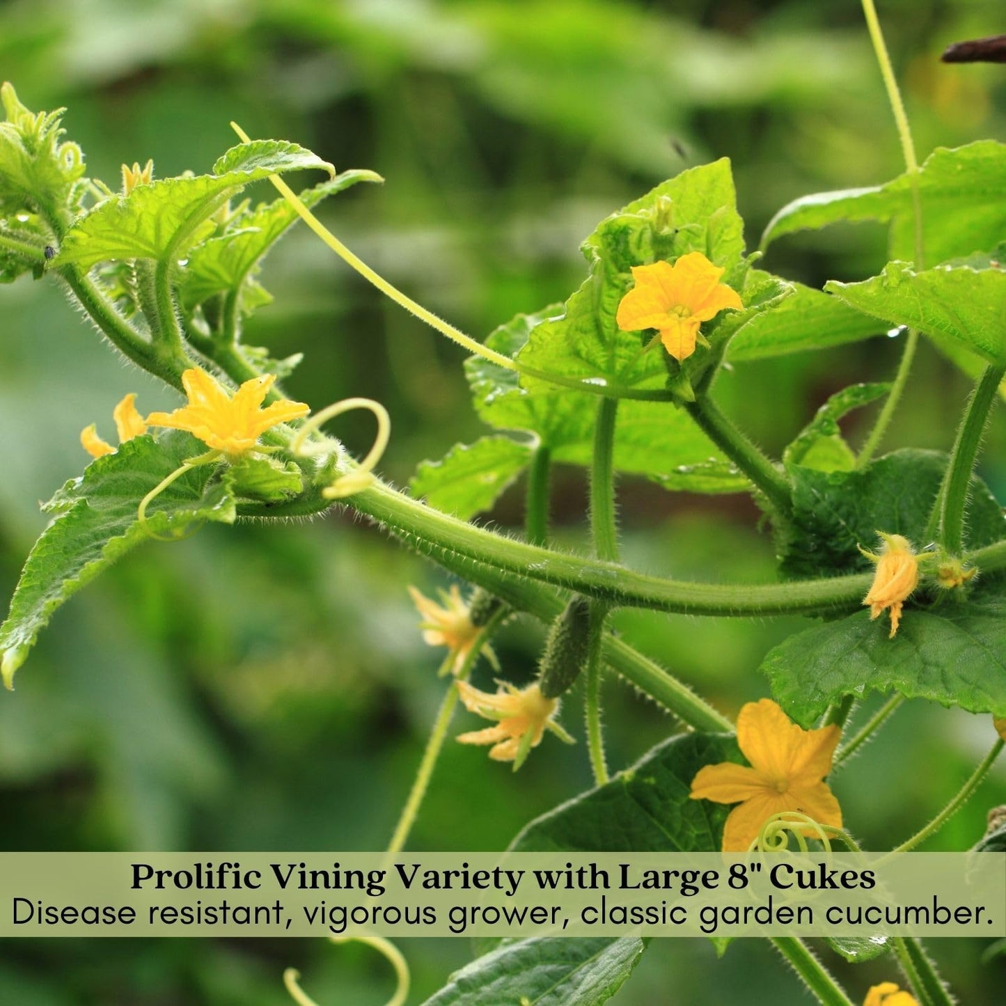 Clovers Garden Cucumber Slice More Plants - Two (2) Live Plants – Non-GMO - Not Seeds - Each 4" to 8" Tall – in 4" Inch Pots - Burpless, High Yield, Disease Resistant