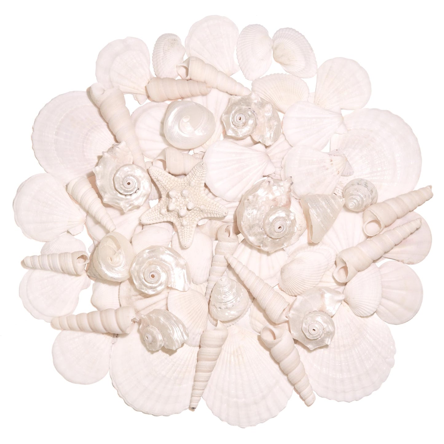 WeDoSoy Silver White Sea Shell Mixed Ocean Shells Set, 1.2"-2.6" Various Sizes Natural Seashell & Starfish for Beach Themed Decor, DIY Crafts, Vase Fillers, Fish Tank, Home, Wedding & Party Decoration