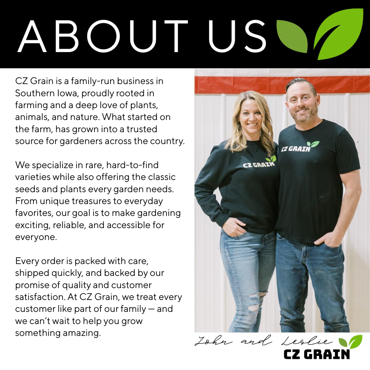 (One) Fastest Growing Tree in The World - Ready to Plant - One Live Aussie Hybrid Willow Tree Rooted Cut - Great for Fast Shade - 10 feet in First Year - Austree Hybrid Willow Privacy Tree