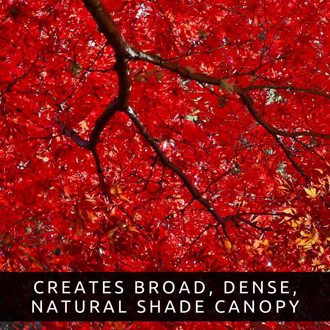 50+ Red Maple Seeds for Planting Outdoors - Heirloom Maple Tree Seeds (Acer rubrum)