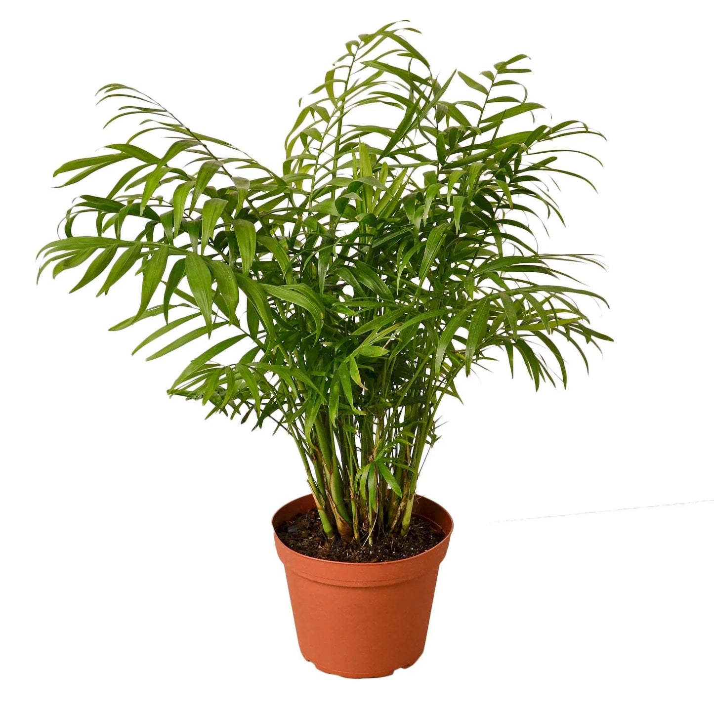 Palm 'Parlor' | Live Plant for Indoor & Outdoor | for Living Room, Office, Bathroom | (6" Pot)