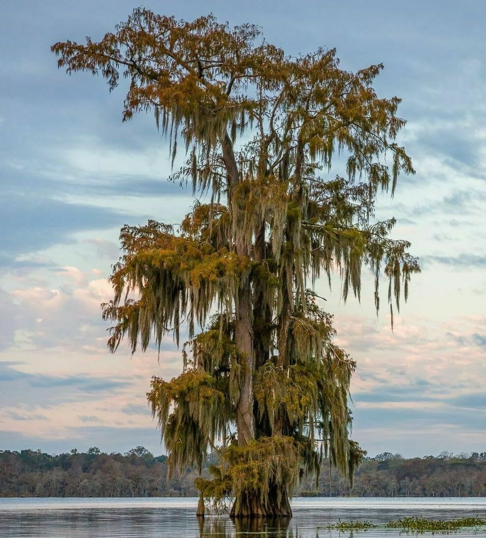 Live Plant - 2 Bald Cypress Trees - Live Plants - 18-24" Tall - Qt Pot - Taxodium distichum