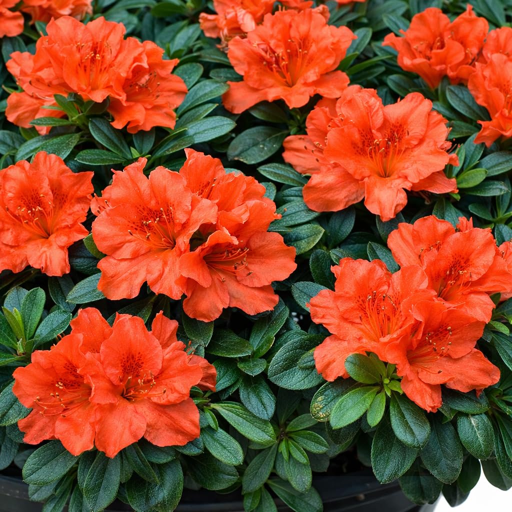 Autumn Embers® Encore® Azalea 3-Gallon