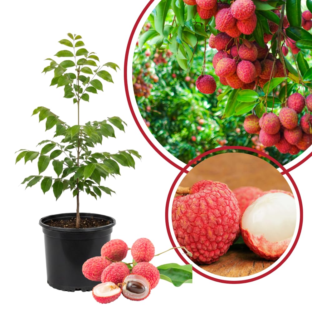 Sweetheart Lychee Fruit Tree, Lychee Tree Live Plant, Perennial Tropical Fruit Trees for Oudoor Garden, 3 to 4 Feet Tall, 3 Gallon Pot, No Ship to CA