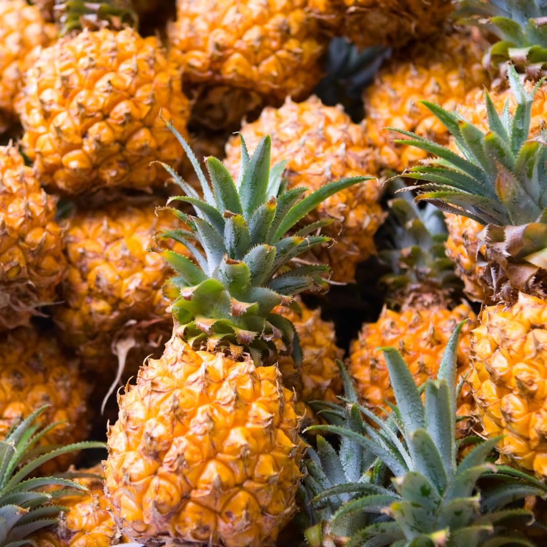 Set 2 Pineapple Plants Live, Sweet Pineapple Shrubs, Tropical Fruit, 4 to 8 Inch Tall for Planting Outdoor (Sugarloaf)