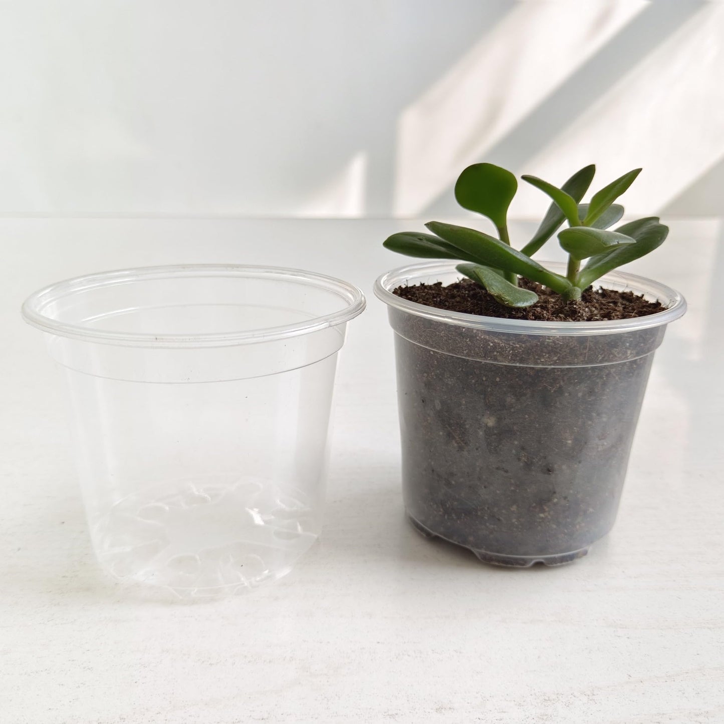 Farsheo Clear Nursery Pots 20Pack 6inch Plastic Plant Flower Seed Pots Starter Pot for Seedling Nursery Supplies Grow Planter Flower Pot Container for Seedling Cultivation (Clear 6inch 20PCS)