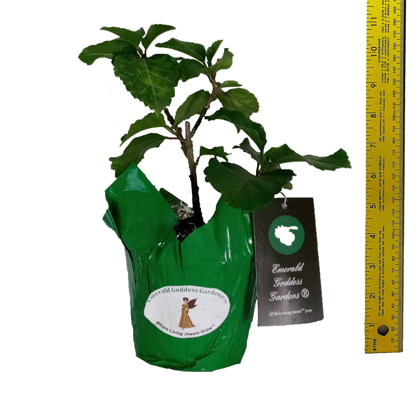 Elephant Ear - Exotic Tropical Hibiscus rosa-sinensis Hybrid - Live Plant - Fancy Double Cream White Pastel Pink Flower - Emerald Goddess Gardens - Starter Sz 4 Inch Pot