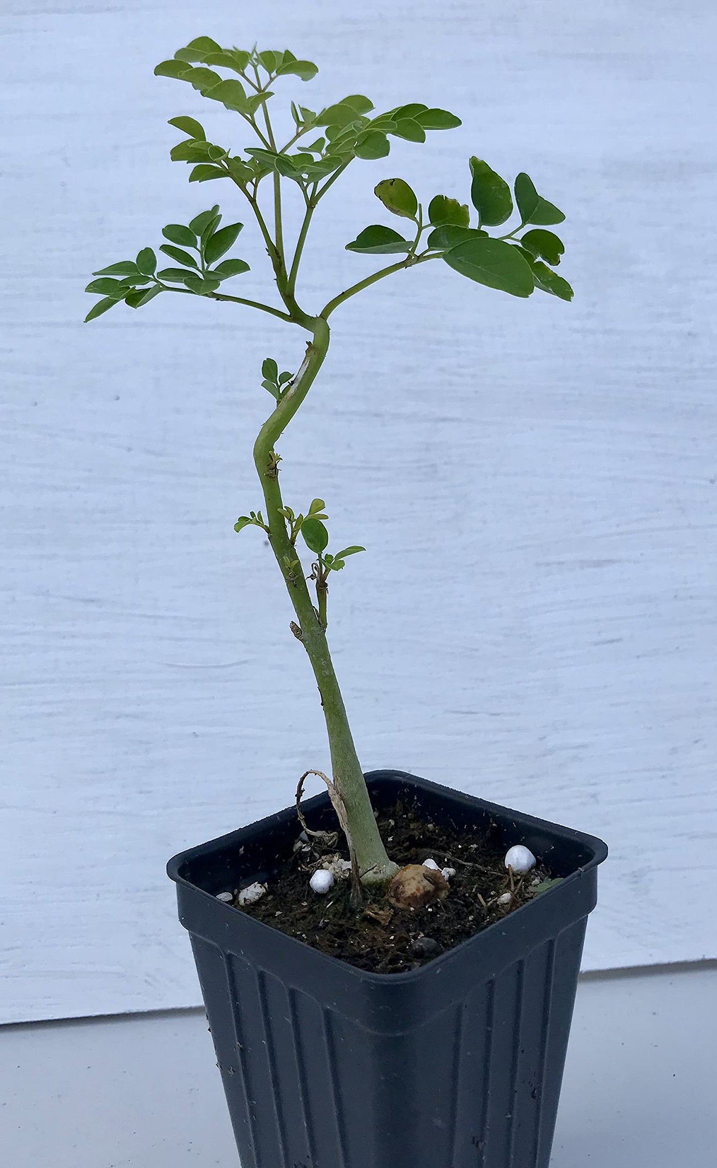 Moringa Tree ~ Moringa oleifera ~ Live Starter Plant 363956
