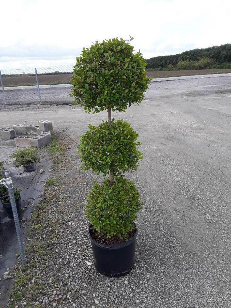 RedCrocus - RedCrocus Dwarf Brush Cherry Eugenia myrtifolia 'Globulus' - Compact Evergreen Shrub for Containers & Gardens, Pet-Friendly, Pollinator Attractant 14" Pot