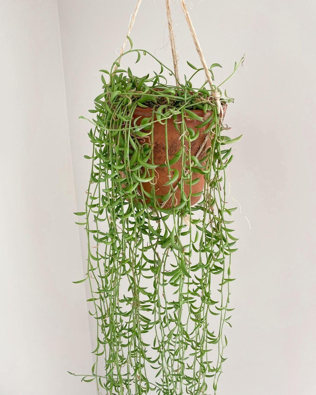 String Plant Live 4 Inch Pot, Rare Succulents Plants in Hanging Baskets, Trailing Succulent Houseplant for Home Office (String of Banana)