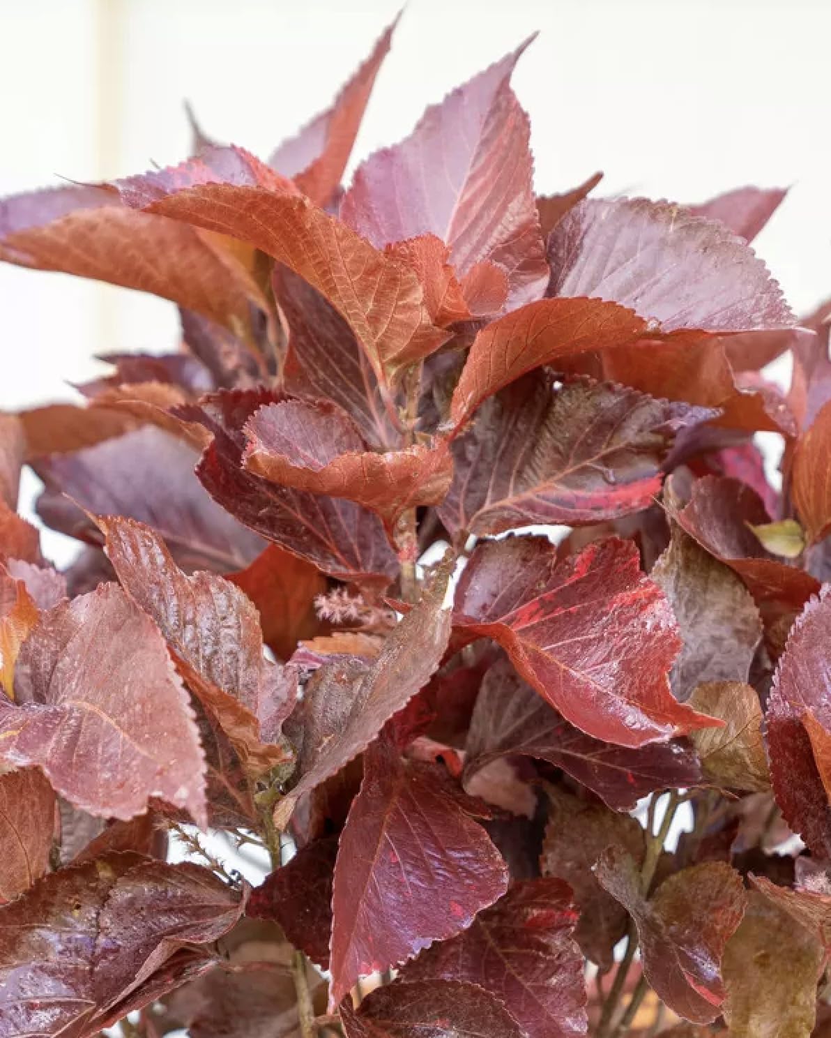 Acalypha Chenille 'Copper Plant' – Pack of 2 Live Starter Plants (4-6 Inches Tall) – Rare Tropical Foliage, Fast-Growing, Container-Friendly, Indoor/Outdoor – Vibrant Year-Round Color