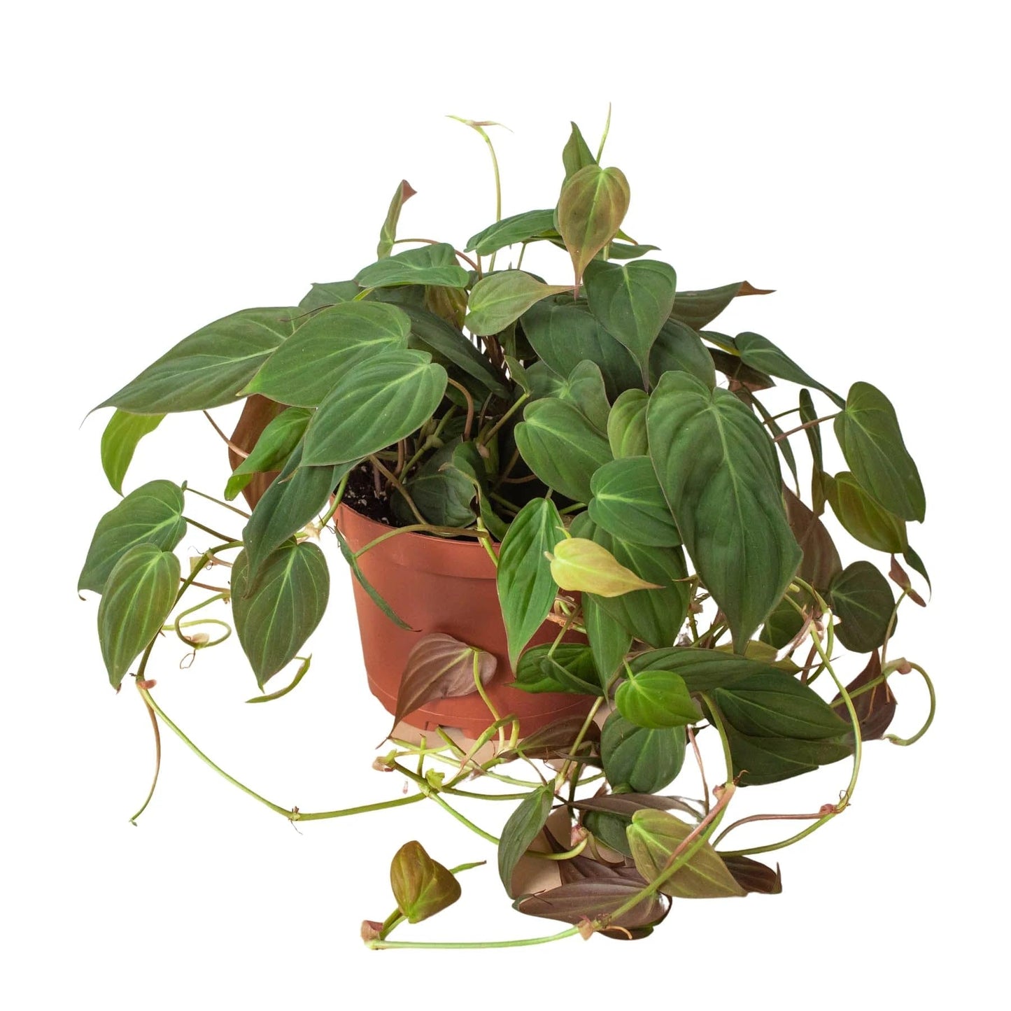 Philodendron 'Velvet' | Live Plant for Indoor & Outdoor | for Living Room, Office, Bathroom | 4" Pot, White Cylinder