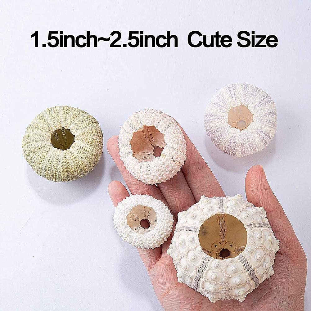 shenruifa 5PCS Air Plants Holder, Mini Sea Urchin Shell Hanging Pot Decorative Cute Succulent Display Container with Rustic Ropes for Home Garden Wall Decor