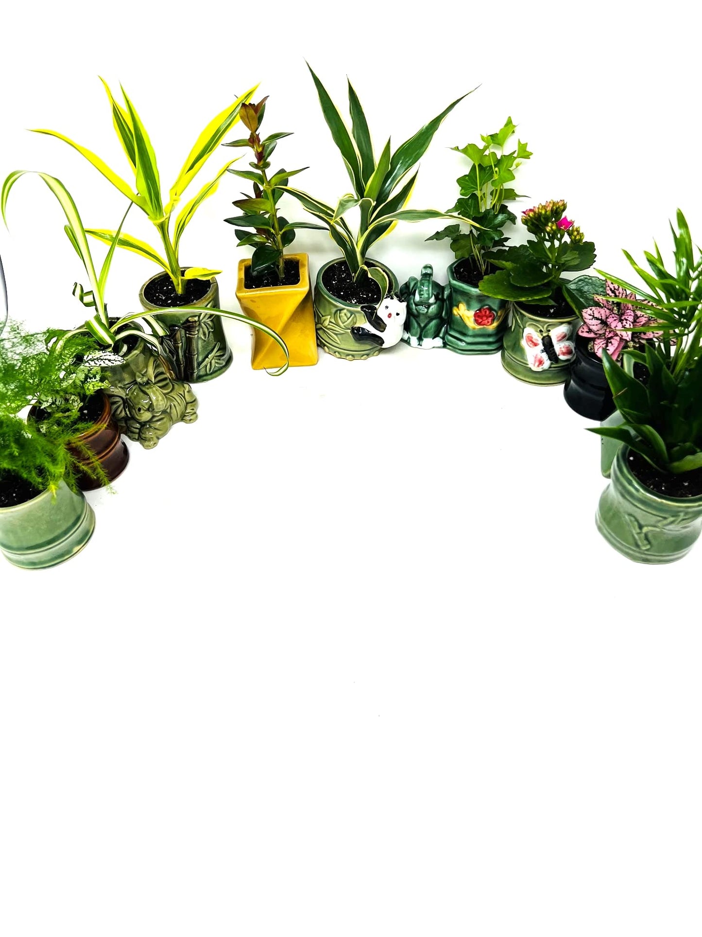 JM BAMBOO Easy to Care Plant Collection- 3 Plants 2'' Ceramic pots -Live Houseplants