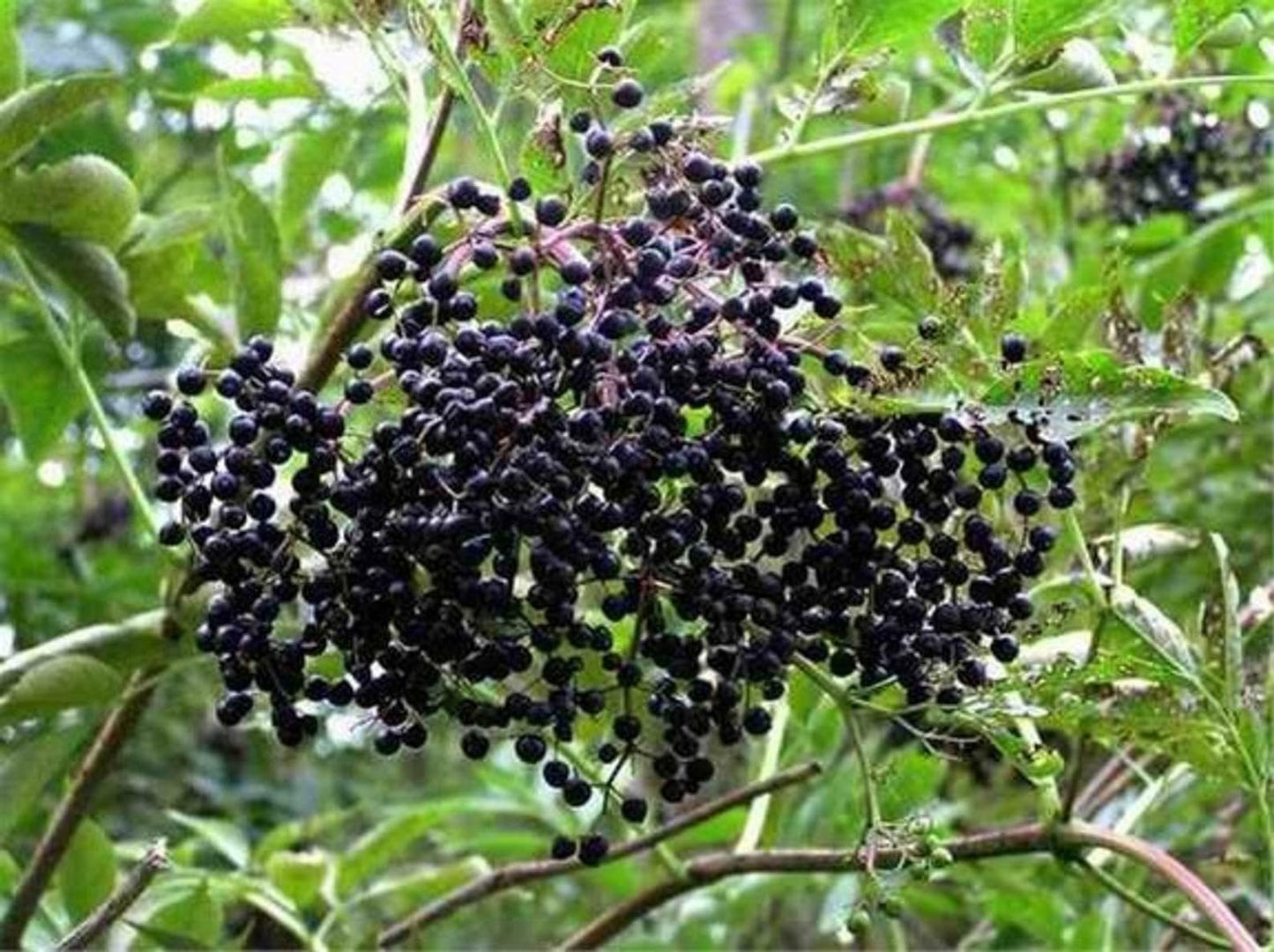 Live Plant - 2 American Elderberry Shrubs - 12" Tall Live Plants, Qt Pot, Sambucus Canadensis