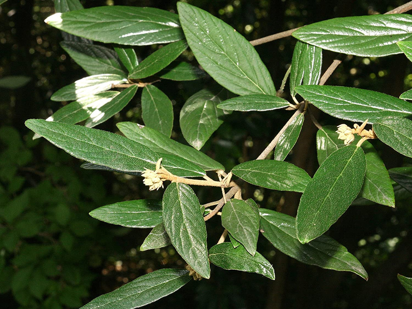 Two Pack of Pragense Viburnum - 2 Live Plants Shipped 2 to 3 Feet Tall by DAS Farms
